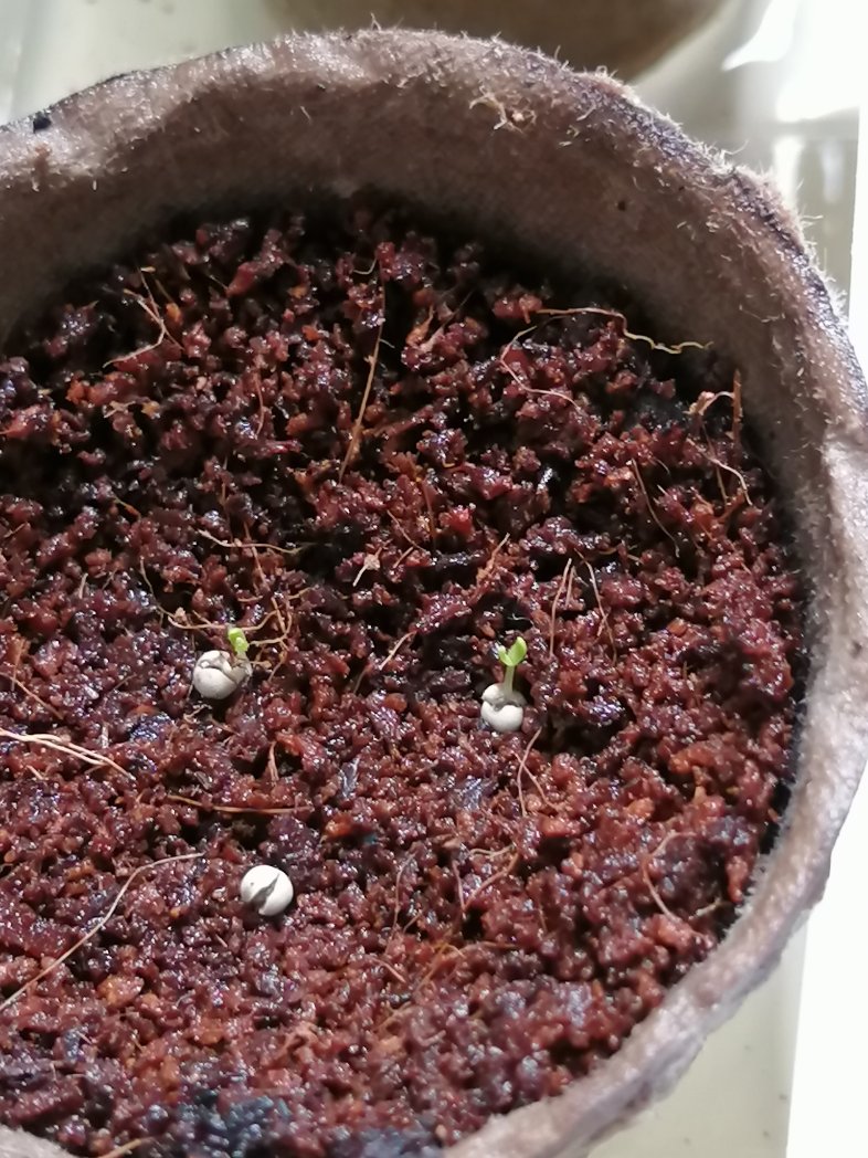 しじみ ダイソーで種を買ったアイスプラントが発芽 最近家で蒔いたものがほとんど不発だったのでうれしい