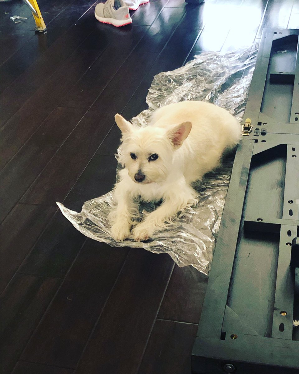 NatashaGeigel's tweet image. When there’s like 30 places to choose to sleep in the house but the cling wrap on the floor is the most comfortable...Maybe he is telling us to make the dining room table already! 😒🙄😂 #movingproblems