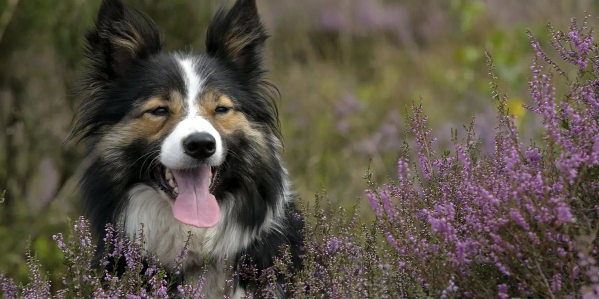 Lekker op pad met de hond? Check op de site van Natuurmonumenten waar je hond los mag: thrmwr.nl/2RqgxPc Handig toch? #DogsofTwittter #dogs #honden #loslopen #natuur #hondenvantwitter