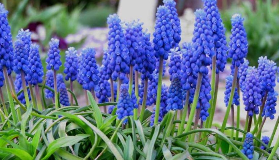 Agnese73186871's tweet photo. Buona Pasqua!
I fiori blu-violacei dei Muscari si riuniscono in un grappolo a forma di piramide, creando dei veri e propri raggruppamenti. 
Gli assembramenti ideali...
#Buongiorno #BuonaPasqua
#flowers #fiori #Pasqua
#FlowersAgainstCovid #GoodVibes 
#GoodMorning #HappyEaster2020 https://t.co/4LZAh8hM2o
