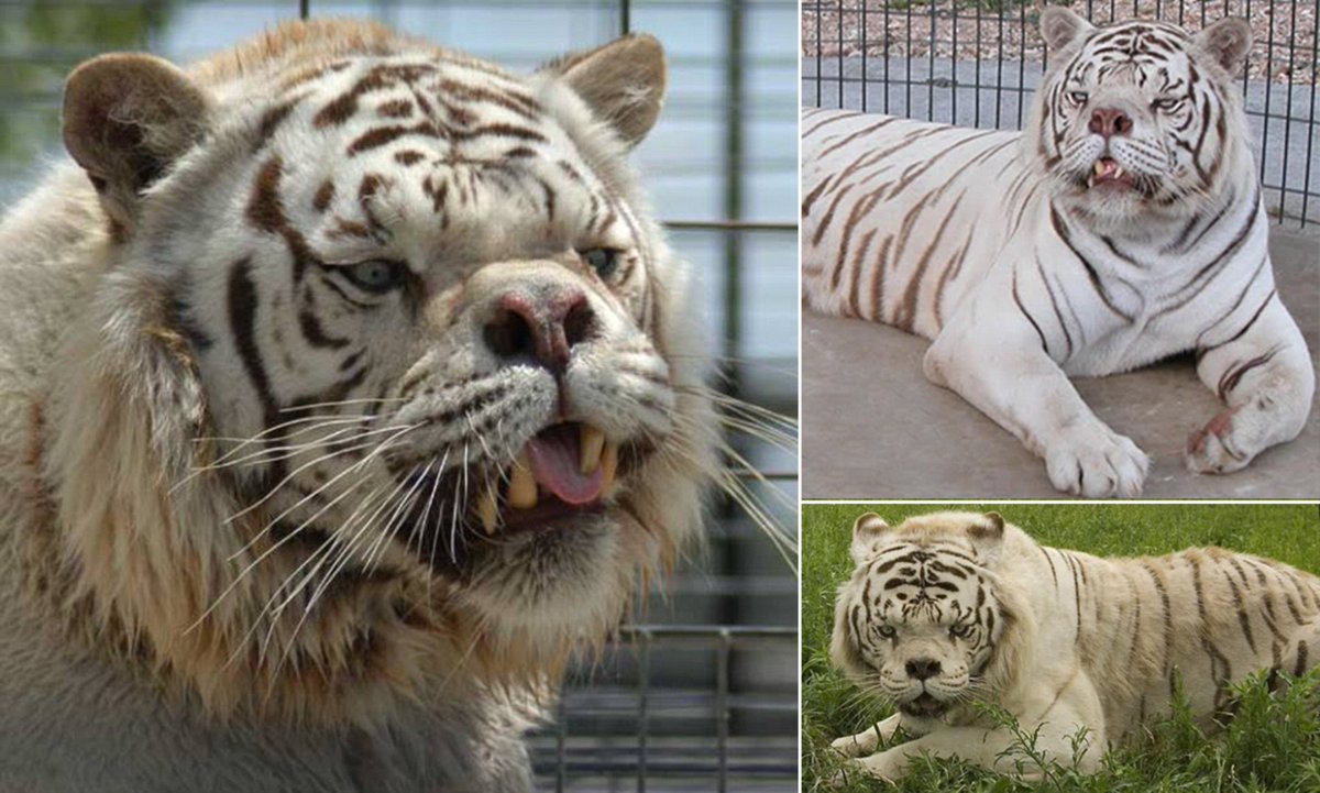 You know that roadside zoos are the reason people think white tigers are legitimately their own species and not basically the pug of tigers, right? They crafted that lie.Wait, "pug of tigers?"Meet Kenny.
