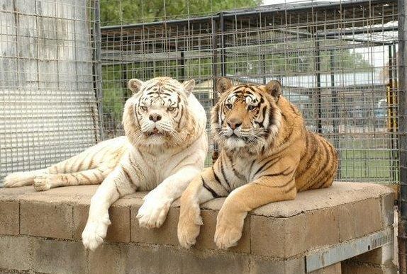 Kenny is famous, because he wasn't KILLED as a cub for being deformed. Like MOST white tigers. Yes, the white tiger gene is recessive, so to get white tigers you're breeding mother to cubs, to siblings, etc, and a good portion come out cross eyed and disabled. Most are culled.