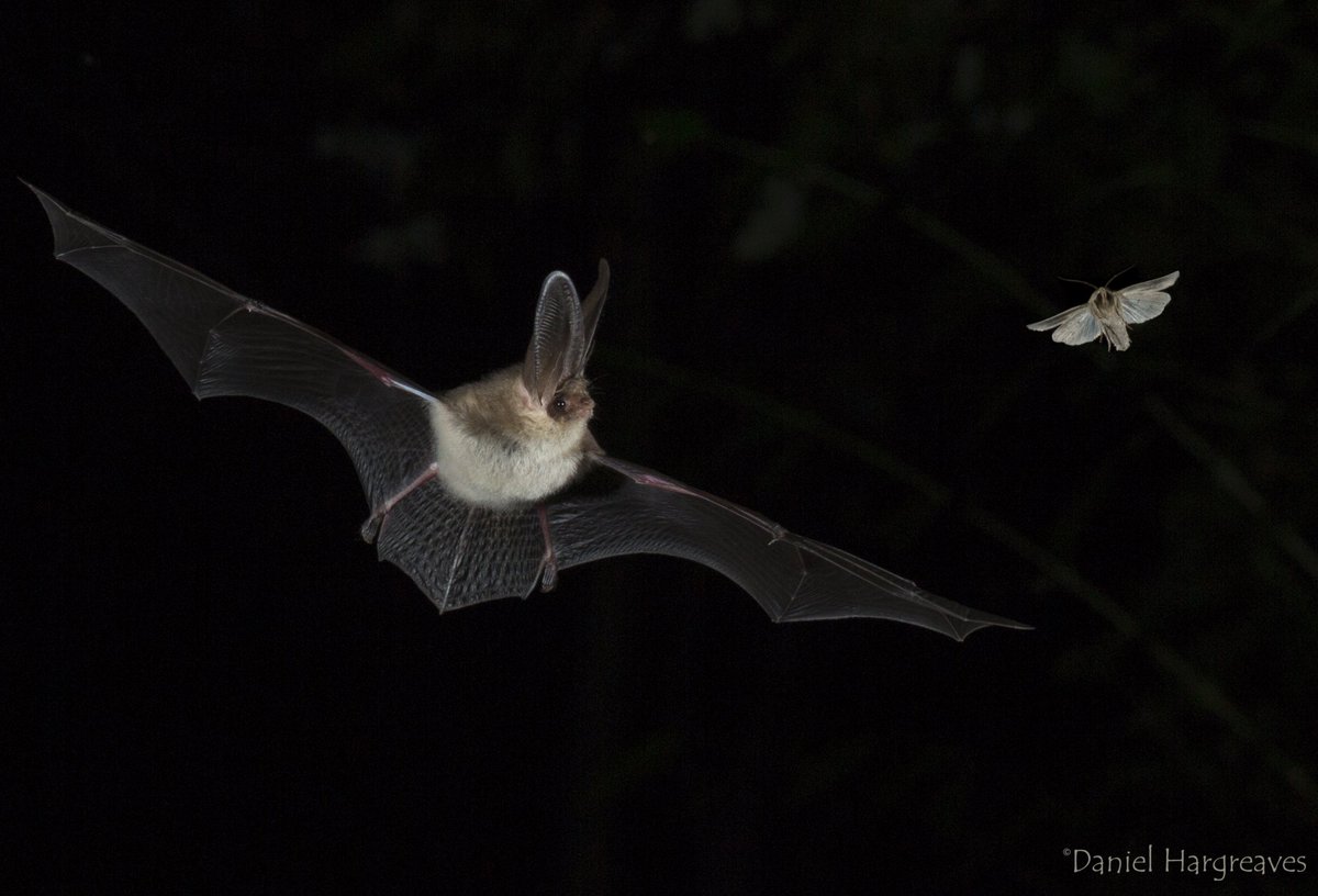 _BCT_'s tweet photo. There is a lot of irresponsible, misinformed and alarmist media coverage about bats at the moment. For some factual information see: 

Facts About Bats &amp; COVID-19 https://t.co/kBt0yj3NBd

What have bats ever done for us? https://t.co/1N8BnzSizA https://t.co/dRjhMq2aDD