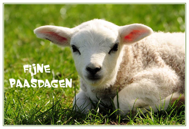 eigencenterparc's tweet image. Ondanks de vreemde situatie waar we nu in leven,willen we iedereen hele fijne paasdagen wensen.Wees lief voor elkaar,ondanks we het niet met familie en vrienden kunnen vieren,denk aan ze in deze nare tijd. Bel een keertje extra,stuur een kaartje of een bloemetje.Blijf thuis!