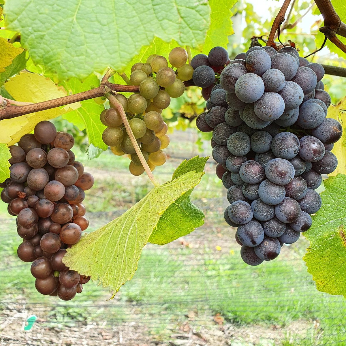 This says it all and reflects the craziness of this vintage. Three different grape varieties on the same vine 🤔 
#seriously #crazy #whatisgoingon #tamarvalleywine #australianwinery #vintage2020