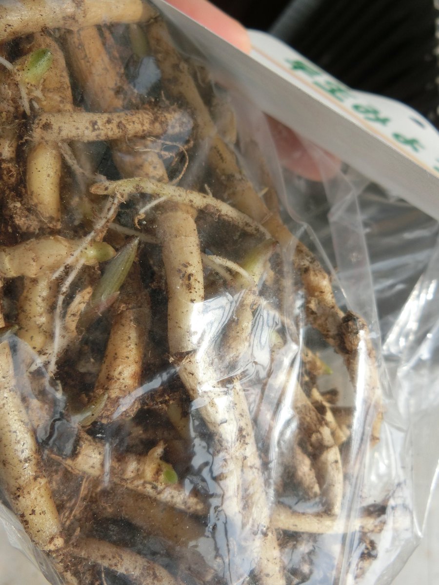 5cm盆栽 ミョウガ 家庭菜園 一昨年買った茗荷 7月しか獲れません 実家は秋もとれるので尋ねたら品種が違うとの事 先日苗みたら収穫期7 9月ってあったので買ったけど 秋茗荷 晩生茗荷というのがあるそうな 失敗の予感 そして秋茗荷の苗売ってない 5cm盆栽 ミョウガ 家庭菜園 一昨年買った茗荷 7月しか獲れません 実家は秋もとれるので尋ねたら品種が違うとの事 先日苗みたら収穫期7 9月ってあったので買ったけど 秋茗荷 晩生茗荷というのがあるそうな 失敗の予感 そして秋茗荷の苗売ってない