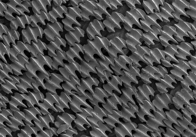 astropierre's tweet photo. A gauche : écailles de la peau d'un requin vu au microscope électronique.
A droite : dunes de sables sur la planète Mars observées par la sonde Mars Reconnaissance Orbiter (MRO)
Sources :
Image 1 - https://t.co/K0DfNXL2YF
Image 2 - https://t.co/F5iMXXHBjL https://t.co/Ne3BxenVel