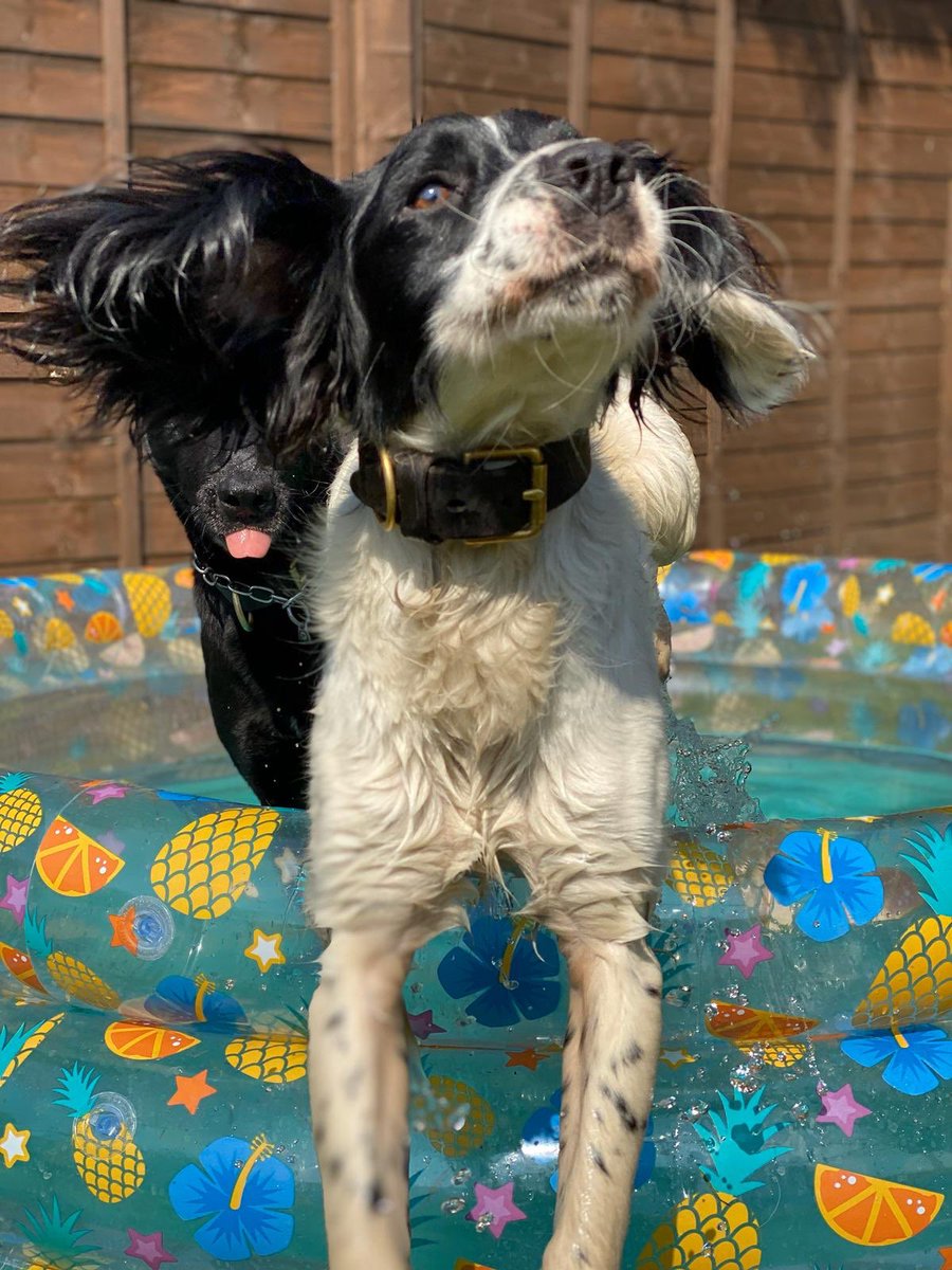 Happy Easter everyone......Stay at home, save lives, eat chocolate (lots of chocolate 😝)
#HappyEaster #sunday #Easter #spaniel #springerspaniel #paddlingpool #iphoneography