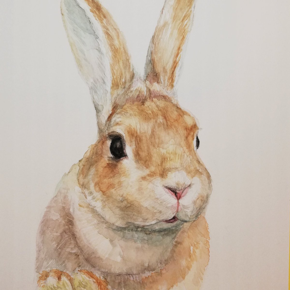Fululu V Twitter ポートレート風 うさぎさんの水彩画 うさぎ 水彩画 Watercolor Bunny