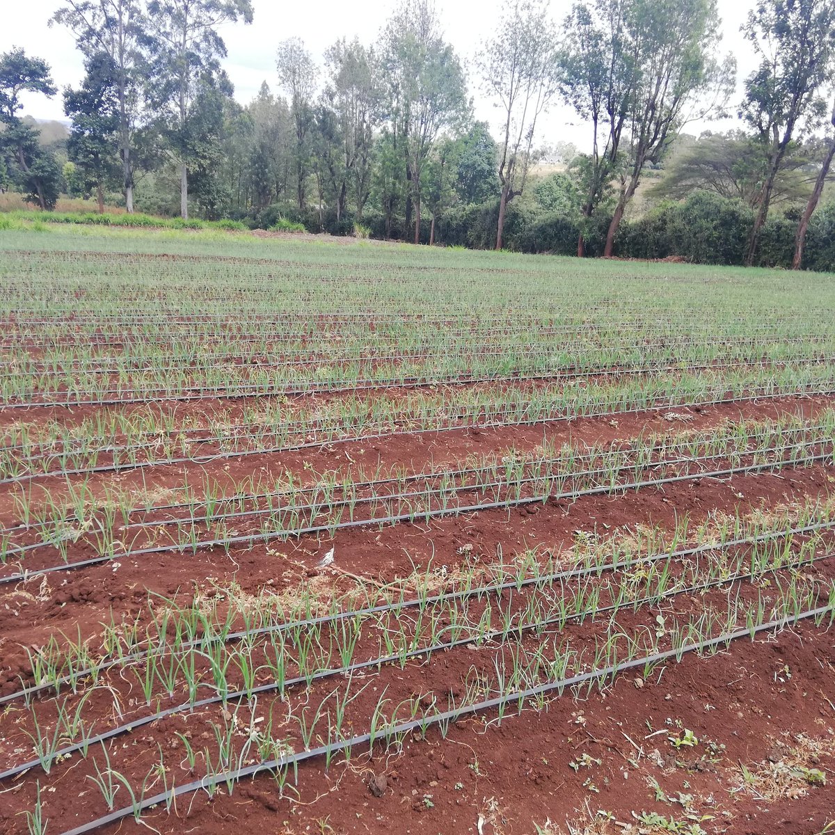 If you intend to use drip irrigation, another cost of approximately 150,000/=