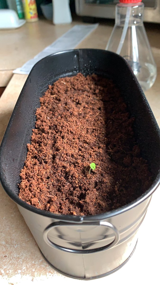 Just one little sprout so far!!