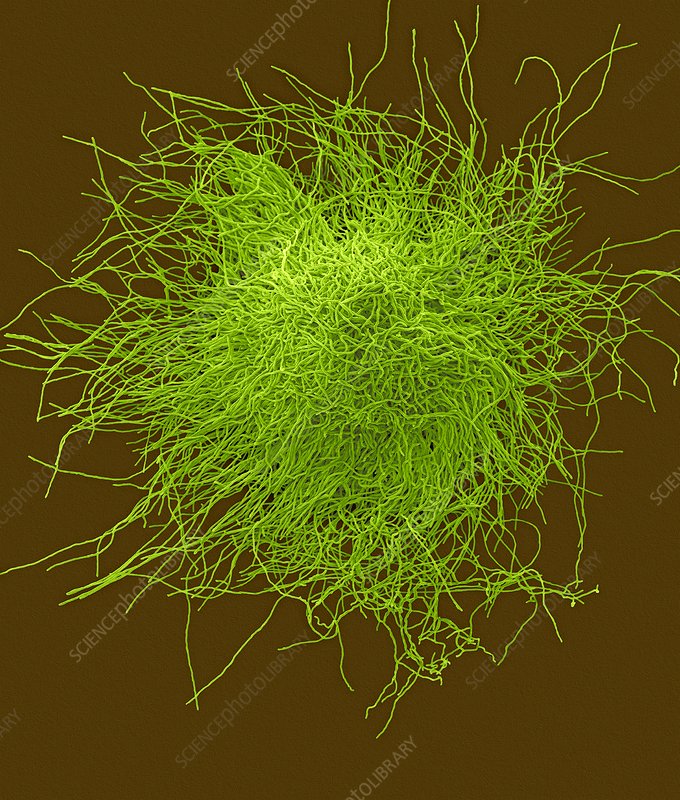 3. Amber Valletta wore this very bright green and daring  @YSL feathered jacket for the 2019 Met Gala. The feathers resemble the branching filaments of Trichophyton rubrum (fungus) on this artificially colored SEM image.