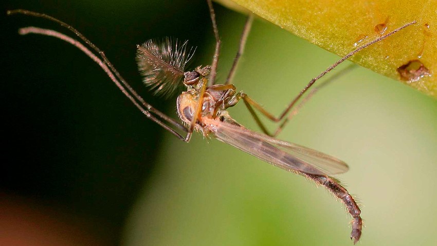 You think you’ve had it hard, as you  #StayHome   and watch Netflix, eat Easter eggs or do ANOTHER online quiz about what type of cheese you are.Spare a thought for this little guy, Polypedilum vanderplanki. Its FANTASTIC name is about all it has going for it, as we'll now explain