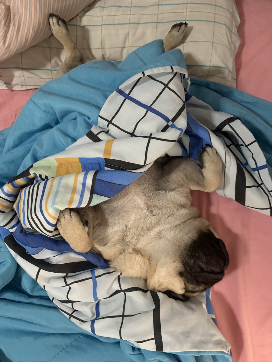 ElectroBeerCrew's tweet photo. To igual meu dog na ressaca 😵 https://t.co/7qFCncRJNl