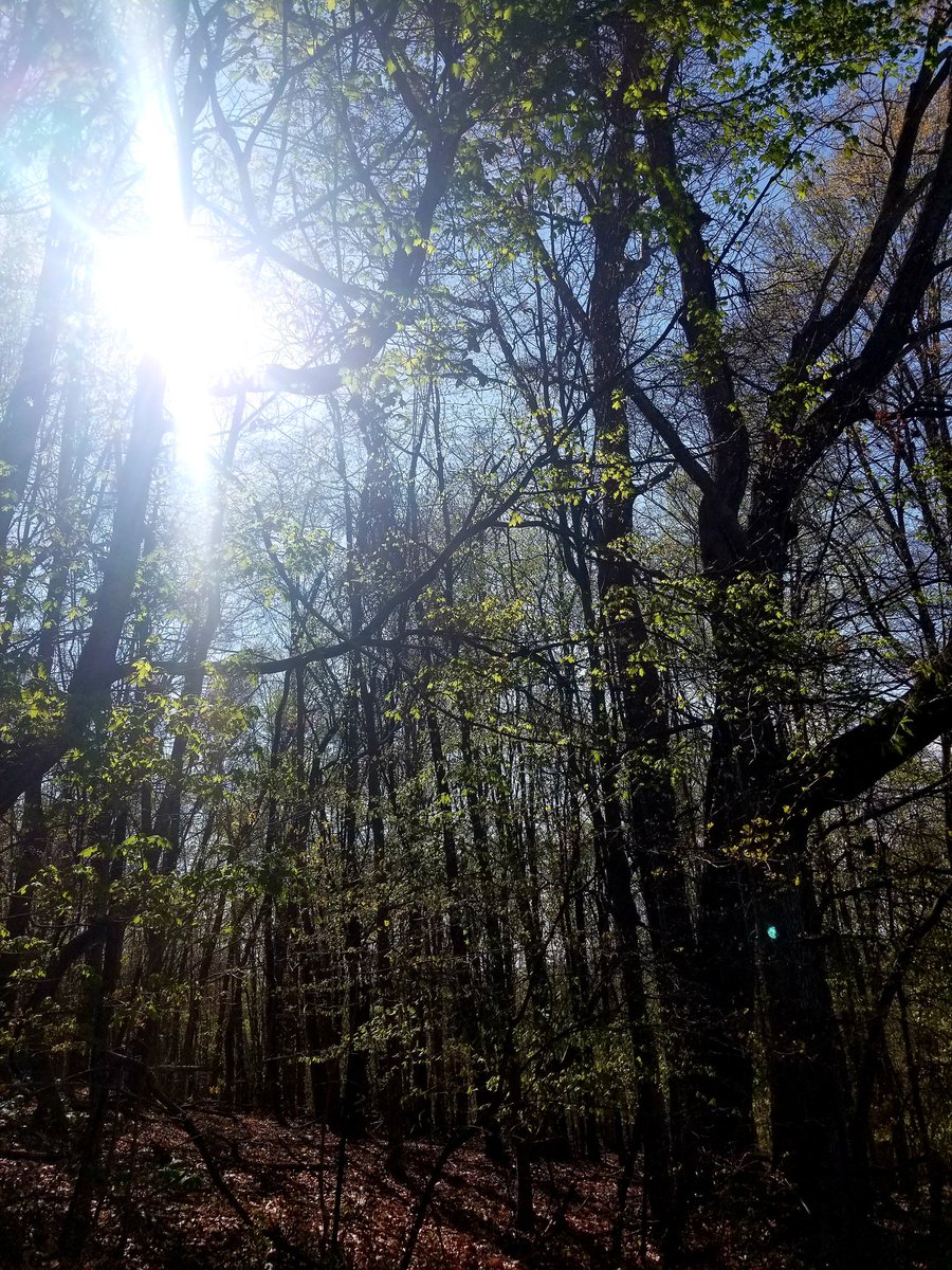 KADorgan's tweet photo. "Our lives are stories, really, of when we didn't listen." -Joy Hargo

#authorquotes 
#WritingCommunity 
#poets
#quotestoliveby 
#nativepoets https://t.co/Fvj7Y87YpR