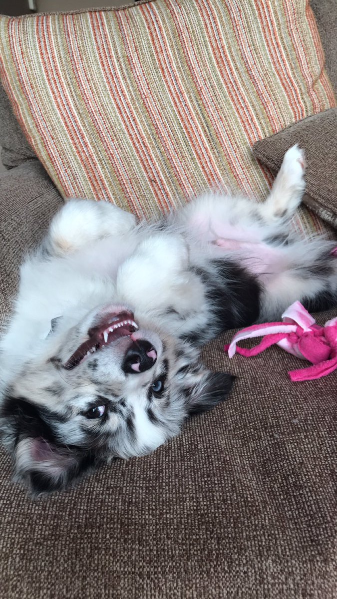 caeturk33's tweet photo. the cutest pup of them all 💛 https://t.co/KVFRind3OQ