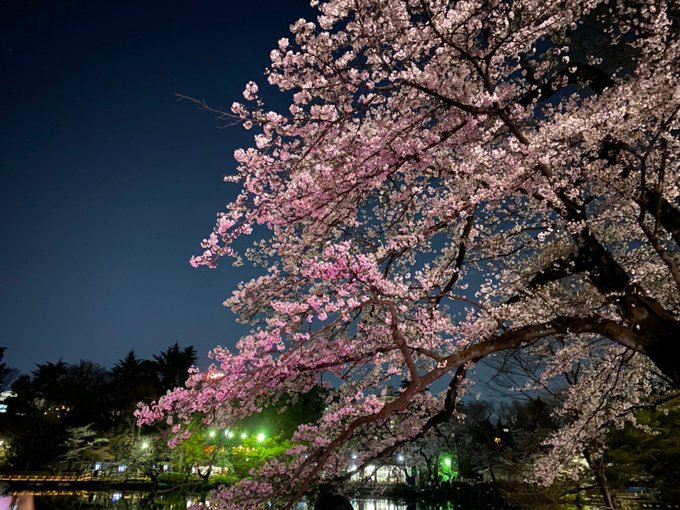 夜桜 高画質 のtwitterイラスト検索結果