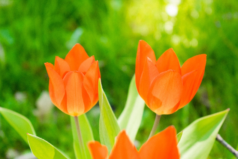 🌷Botanik Guide wünscht frohe Ostern!💐🐇

#ostern2020 #Frühling