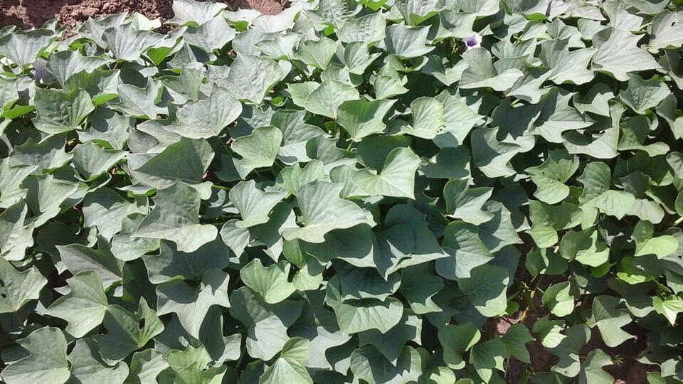 MalemboFarm's tweet photo. +255747981275 tunawakumbusha Mkulima karibu kujipatia mbegu za viazi vitamu(orange sweet potatoes).kutoka #MalemboFarms.Msimu huu tuna mbegu chache weka order yako!aina ya mbegu tulizonazo ni #MATAYA #KABODE #KIEGEA na #JEWELI. #Tuiteshambanikwako #Ushauriwakitaalamu https://t.co/NI3HNlRYJQ