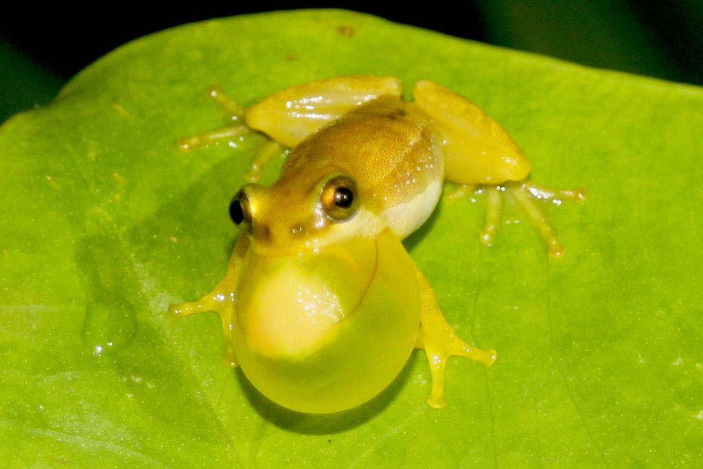 #Zanzibar #Matemwe Each night these 3-4cm frogs give us a deafening concert. 
We enjoy it.