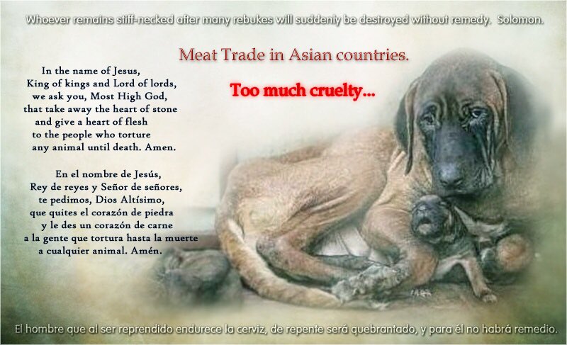 girasol2201's tweet photo. @PourlesAnimaux7 @FMPhamBinhMinh @MOFAVietNam #EndCatMeatTrade
#EndDogMeatTrade
#StopTheTortures
#Motivation #Motivación
#CatMeatFreeWorld
#AnyMeatFreeWorld
#FightForTheInnocent
#CompassionOverCruelty https://t.co/l6fK8GJTlG