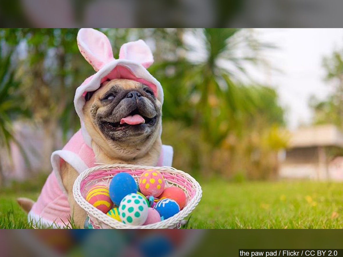 AnnetteLawless's tweet photo. Wishing you a Happy #Easter!

Traditions may look a little different, but let's focus on the good. What are you thankful for today?

We're grateful for you. I'd be honored if you'd join Tony &amp; me for @KAKENews from 8-9AM on @KAKEnews.

#KAKENews #Easter2020 https://t.co/fargNRqPYL