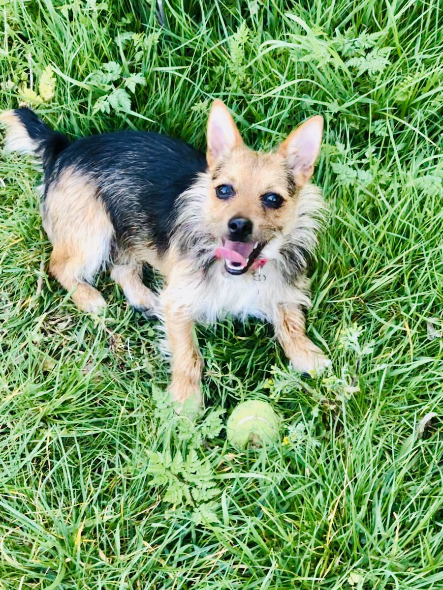 LouHedges's tweet photo. @DogsTrust Hi Milo... meet Dot, she came from @DT_Kenilworth #dogstrust @RobHiden1 @LittleDotYorkie https://t.co/HGtpdCAIY1