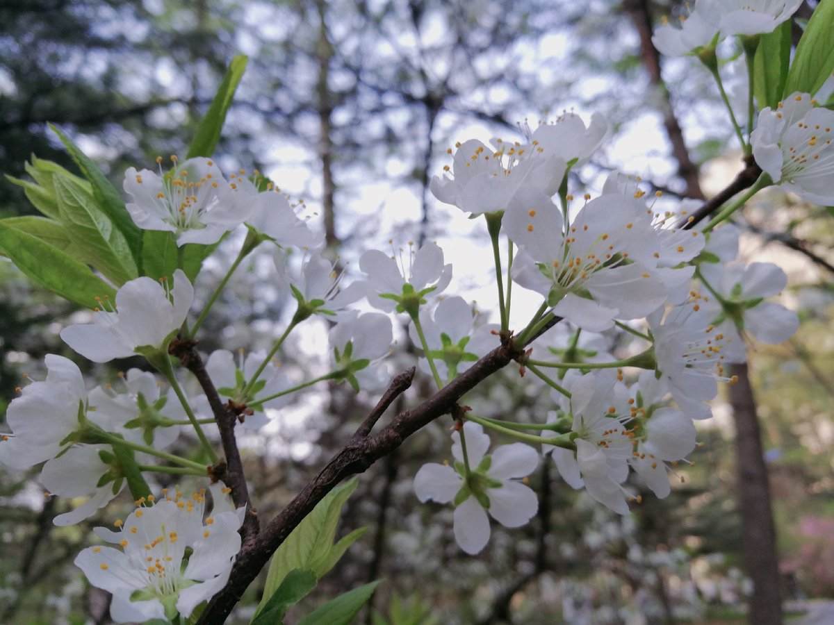 wak0000o's tweet photo. spring🌸 #China https://t.co/sLLQmSCMfN