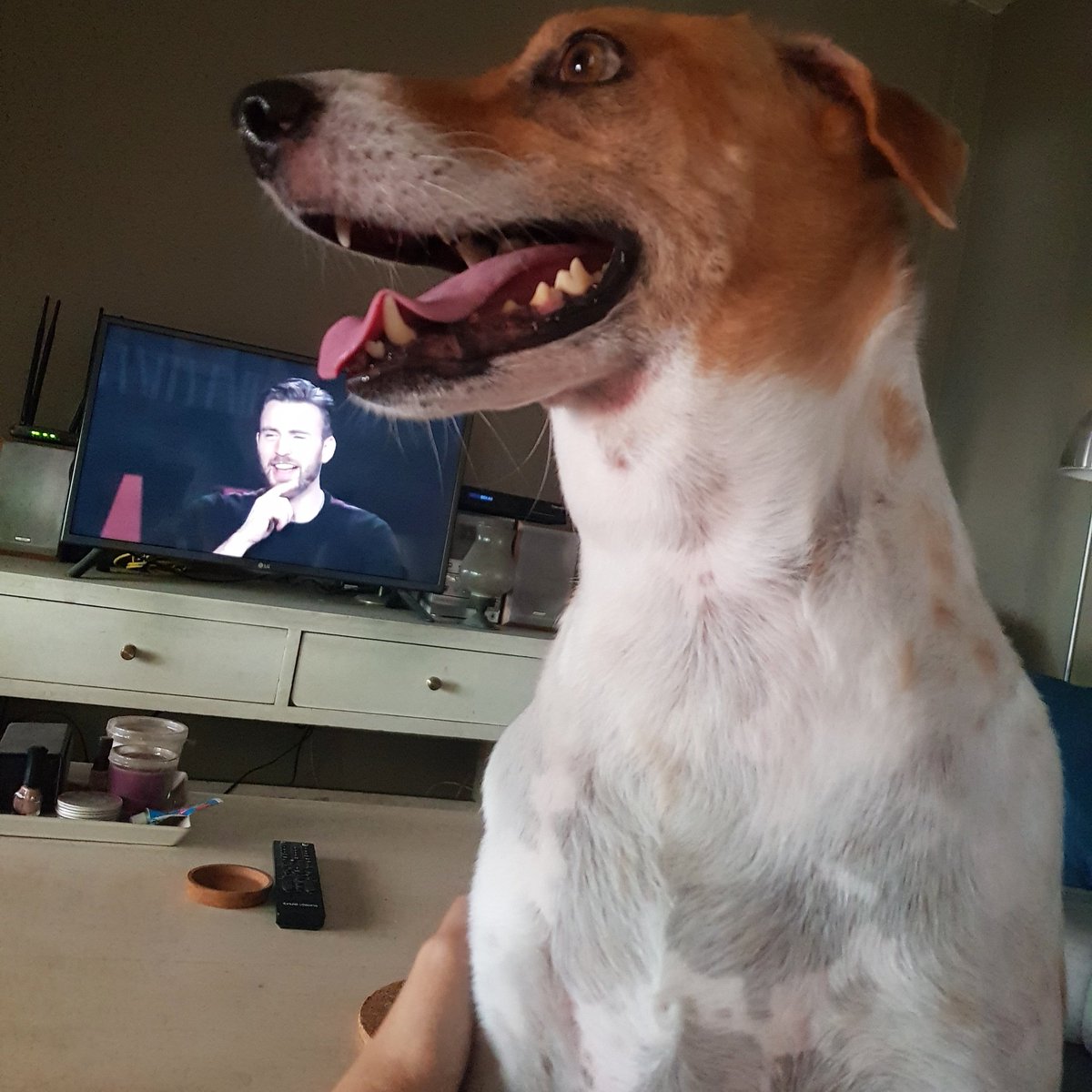 ayassimmi's tweet photo. @ChrisEvans same vibes. this was when my Jonni wanna go for a walk... https://t.co/lvmvXszp7c