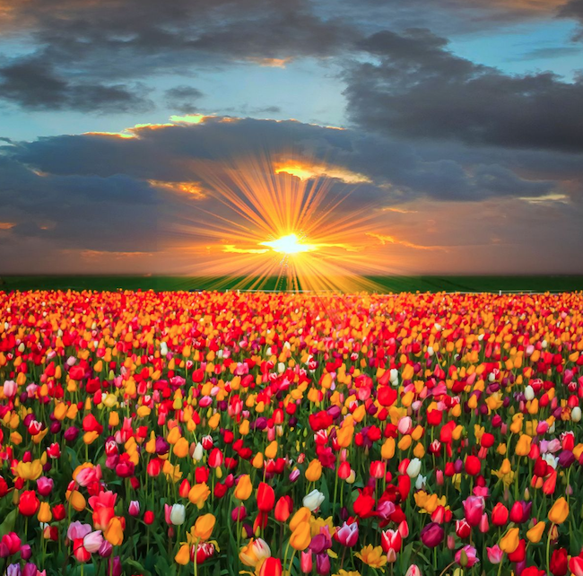 deeptallycpa's tweet photo. Easter spells out beauty, the rare beauty of new life. ~ S.D Gordon
.
.
.
#deeptallycpa #alpharettacpa #georgiacpa #yearroundadvisor #BOSSservice #PSPaccounting #healthcareaccounting #ITaccounting #hospitalityaccounting https://t.co/TsBqXTW8V1