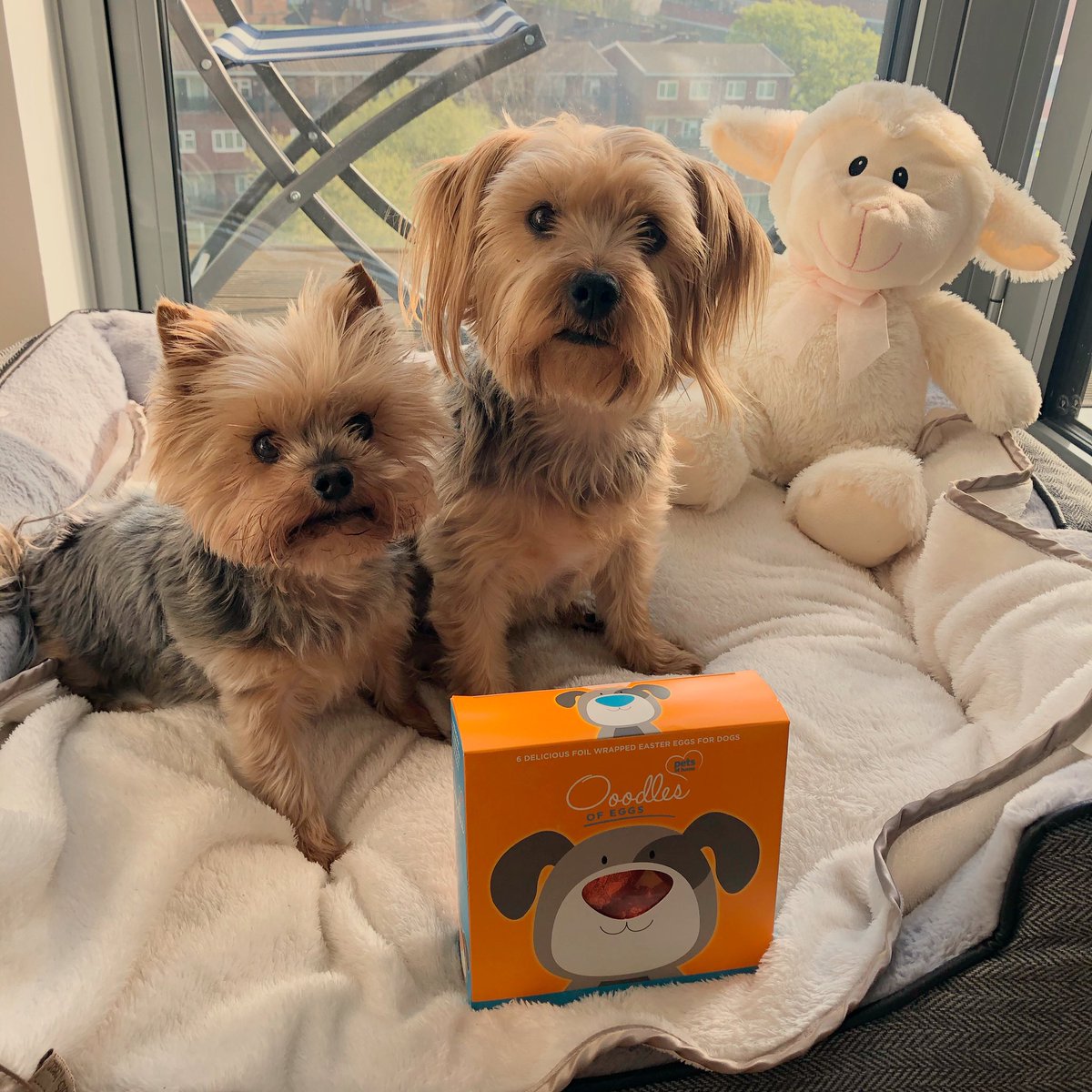 singbluesilver8's tweet photo. Happy Easter! 🐣🐣🐣🐣 @PetsatHome #EasterSunday #eastereggs https://t.co/VD4E2tpqlf
