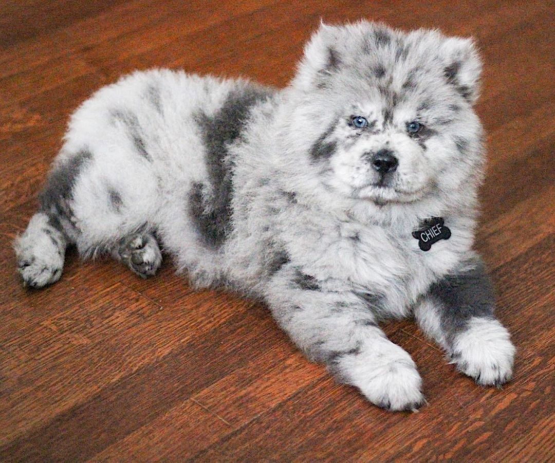 9GAG's tweet photo. Oreo Cloud the glorious chow

📸 theoreocloud | IG https://t.co/ZIirXfH2M9