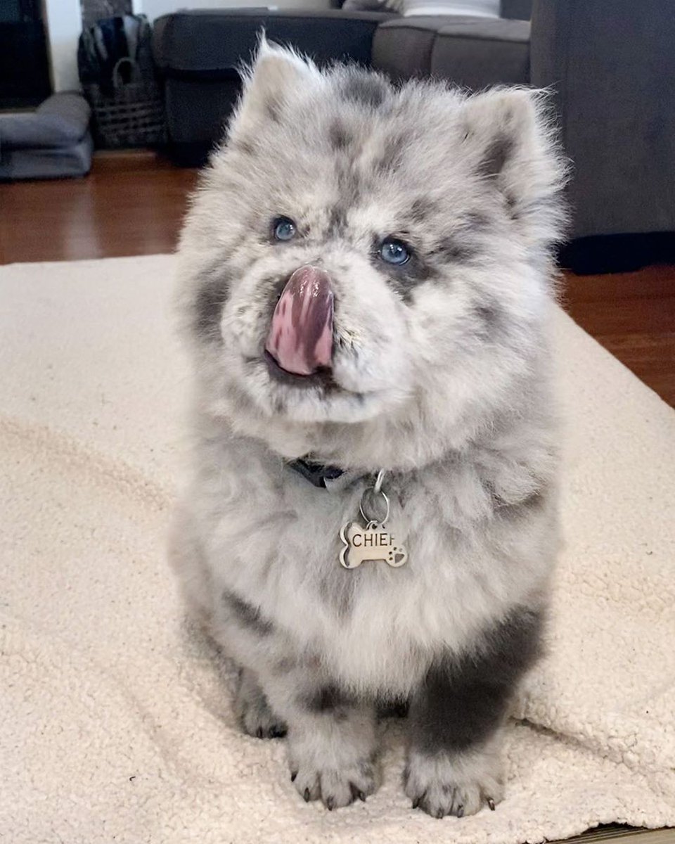 9GAG's tweet photo. Oreo Cloud the glorious chow

📸 theoreocloud | IG https://t.co/ZIirXfH2M9