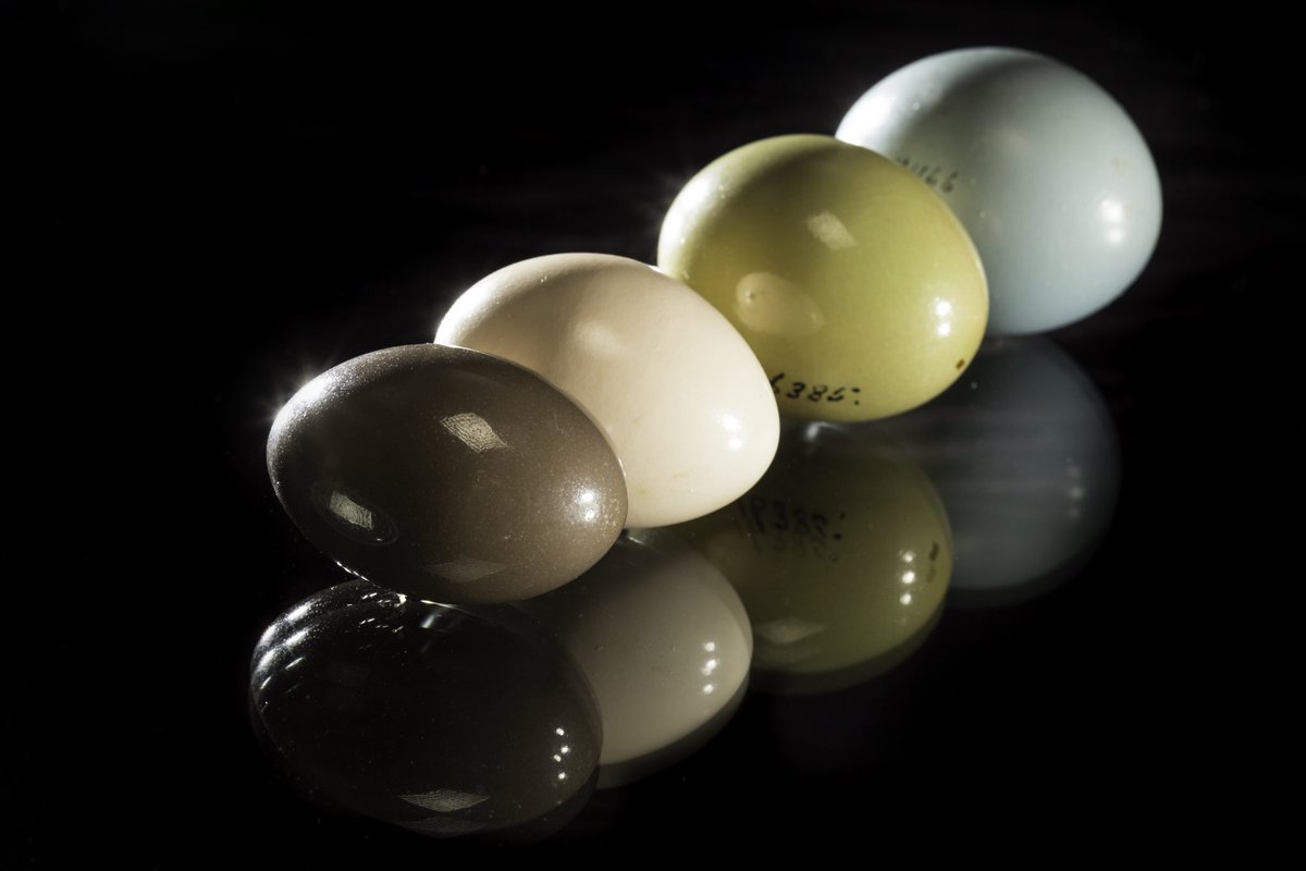 NMNH's tweet image. No need for dye, these colors are au naturale. Each species of tinamou—a nearly flightless bird from South and Central America—lays a different color of glossy egg. Males build the nest and incubate the eggs, while females nest-hop, laying eggs in multiple nests. #ObjectsOfWonder