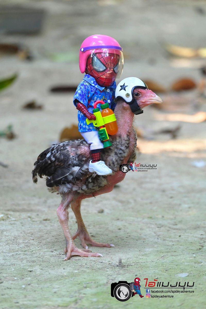 spideyadventure's tweet photo. My Songkran day 🔫😁
when I spray the water while on a Home Quarantine.
——————
#eggattack #eggattackaction #eggattacker #eggattackspiderman #eggattack #dogthai #dogthailand #catthailand #หมา #แมว #beastkingdom #หมาไทย #รักหมา #รักแมว #แมวไทย #ทาสแมว #รักหมาทาสแมว #ไก่ชน #ทาสไก่ https://t.co/ETnHWcGTRn