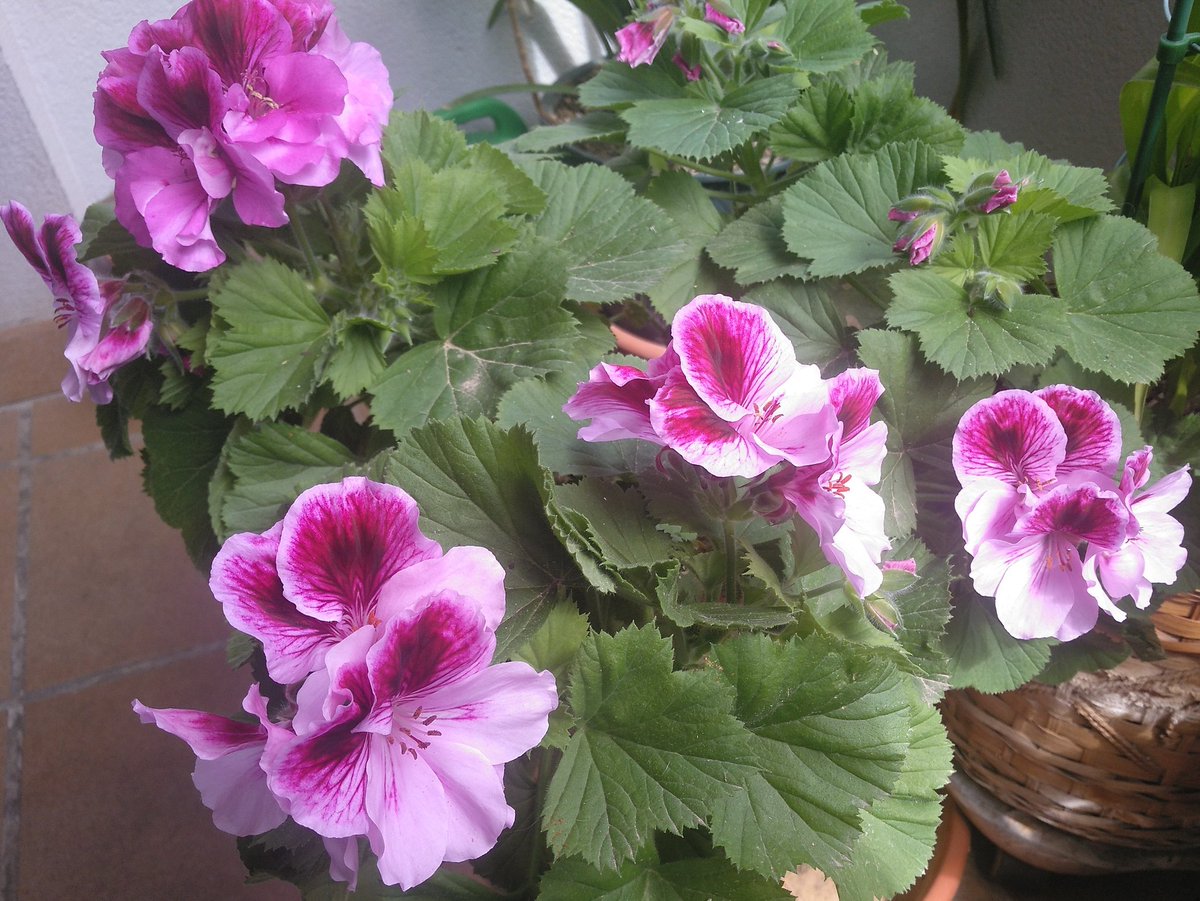 botanicalonline's tweet photo. La vida empieza a manifestarse en balcones o terrazas con o sin confinamiento. ¡ Cuida tus geranios! https://t.co/wub8QEujyL https://t.co/VK45mQY8Bj