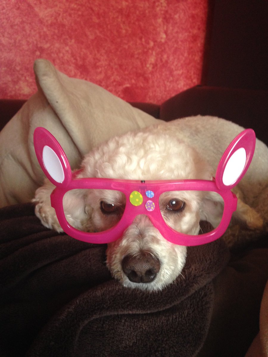 TessieCogollo's tweet photo. Happy Easter from pretty bunnies! #stay home #StayStrong #strong together ! @rebeccaewr @Millie_EWR_SOC @maxagonzalez @lammdogg @JoelRui45237541 @MariaPerdomoEWR https://t.co/WPCZFyztSl