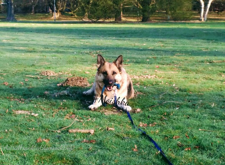 glamrockdog.bsky.social tweet media