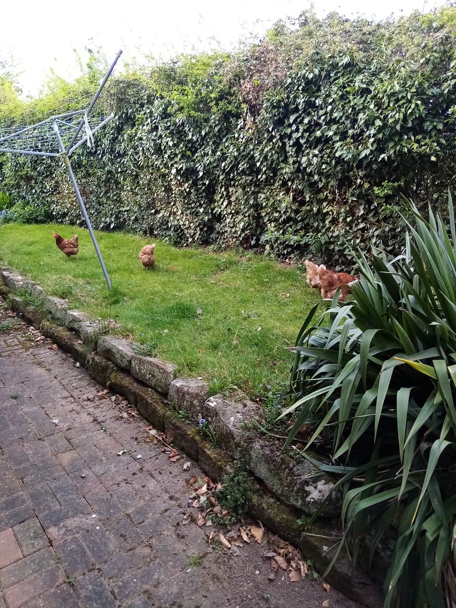 CathFLETCHER4's tweet photo. Who needs a scarifier when you have chickens https://t.co/MzqiJwND7a