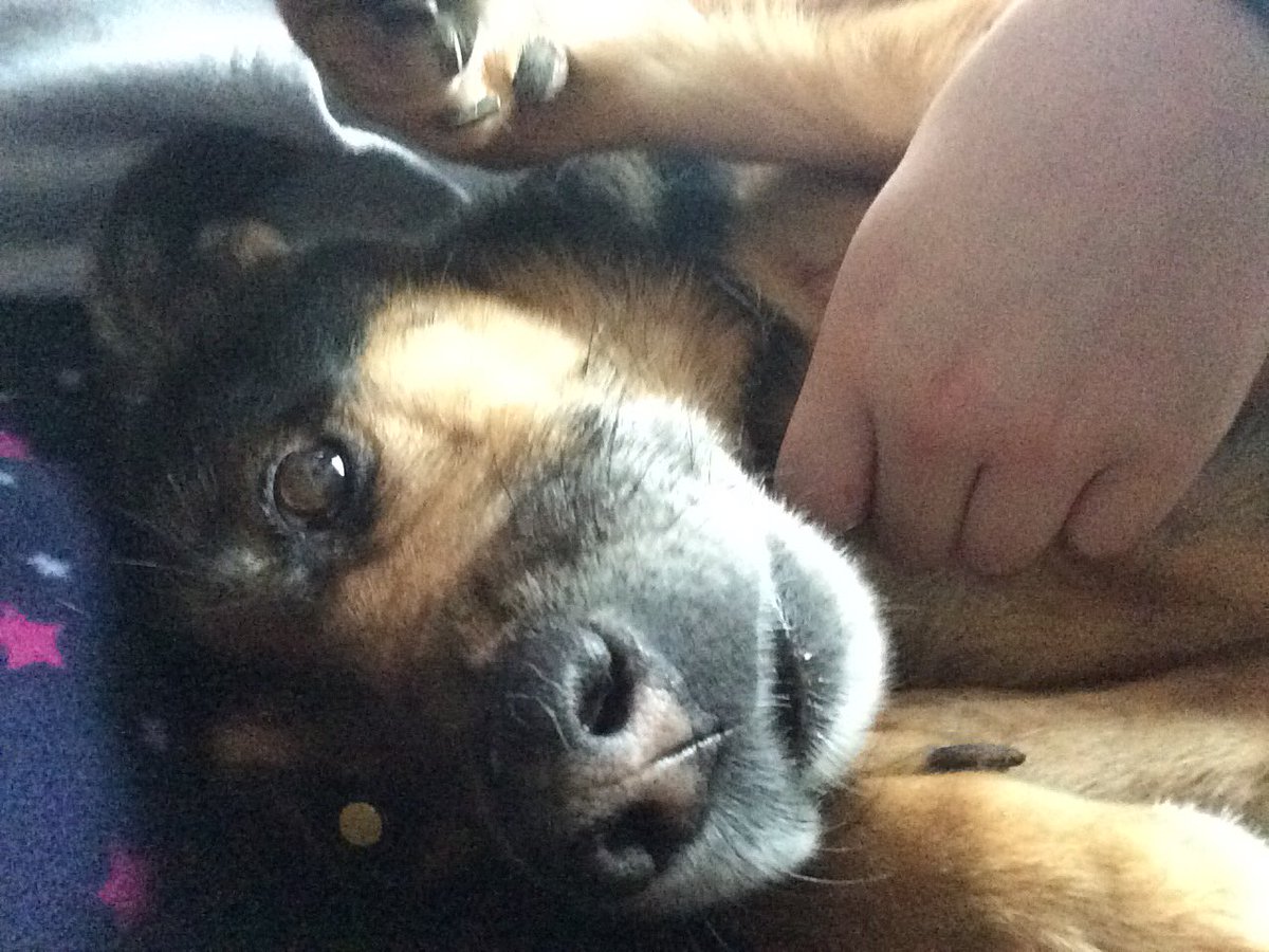 Sophi3_Victoria's tweet photo. Happy National Pet Day. Missing you Honey ❤️ #boohoo https://t.co/3pb5NWyx3n