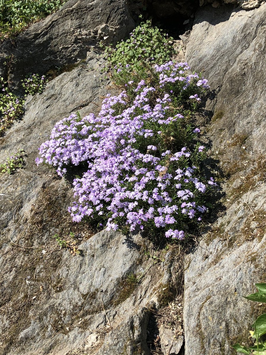 AstraTorino's tweet photo. 🔸AUGURI DI BUONA PASQUA!
 
Sebbene consapevoli che per tornare ad incontrarci sarà necessario un processo lento e graduale, al momento opportuno ci saremo e saremo felici, cari Soci, di ritrovarvi ed accogliervi con tutte le nostre attività, a cui stiamo già lavorando. 
> https://t.co/QtgdNaFMPE