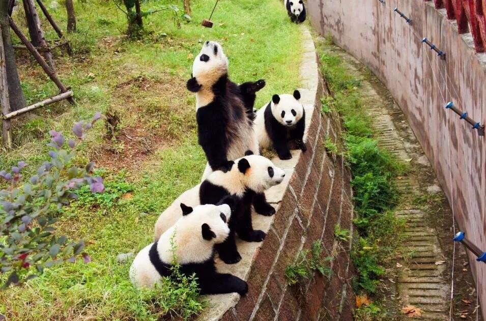 Debbie04324101's tweet photo. Go to see the panda 🐼 in sichuan chengdu,it’s really cute.😊🥰#China https://t.co/gGXKm5SoEE