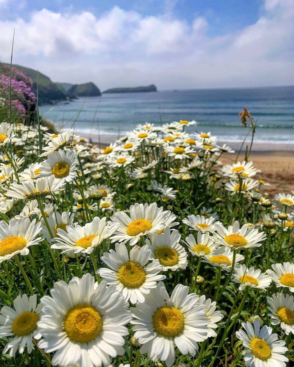 Colroger Holidays tweet media