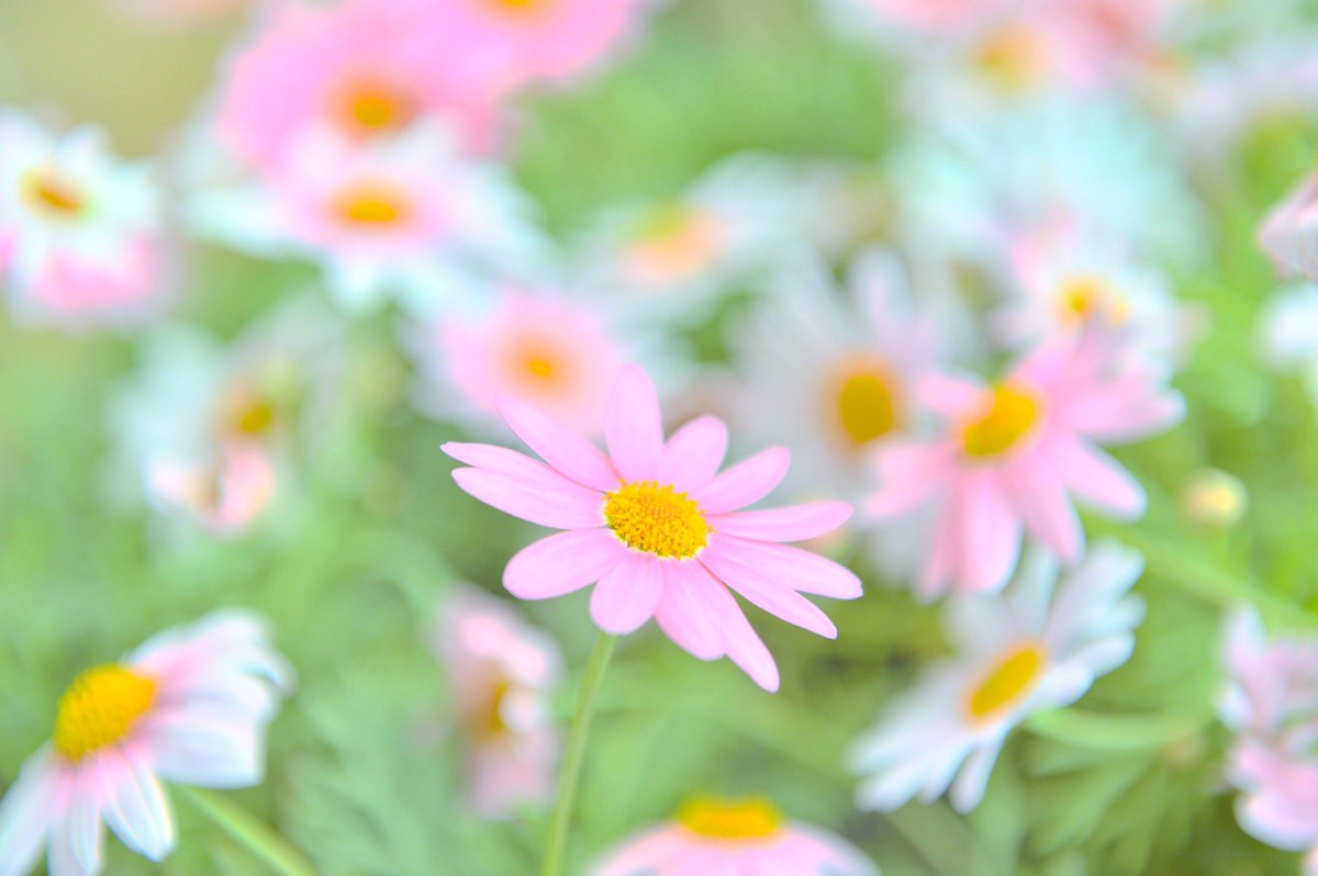 いわい生花 春の花としてとても親しみのあるマーガレットです 種類 は色々ありますが こちらの さくらべ る は 咲き始めの白から桜色 徐々に濃いピンクへと美しいグラデーションが楽しめます マーガレット 春の花 いわい生花