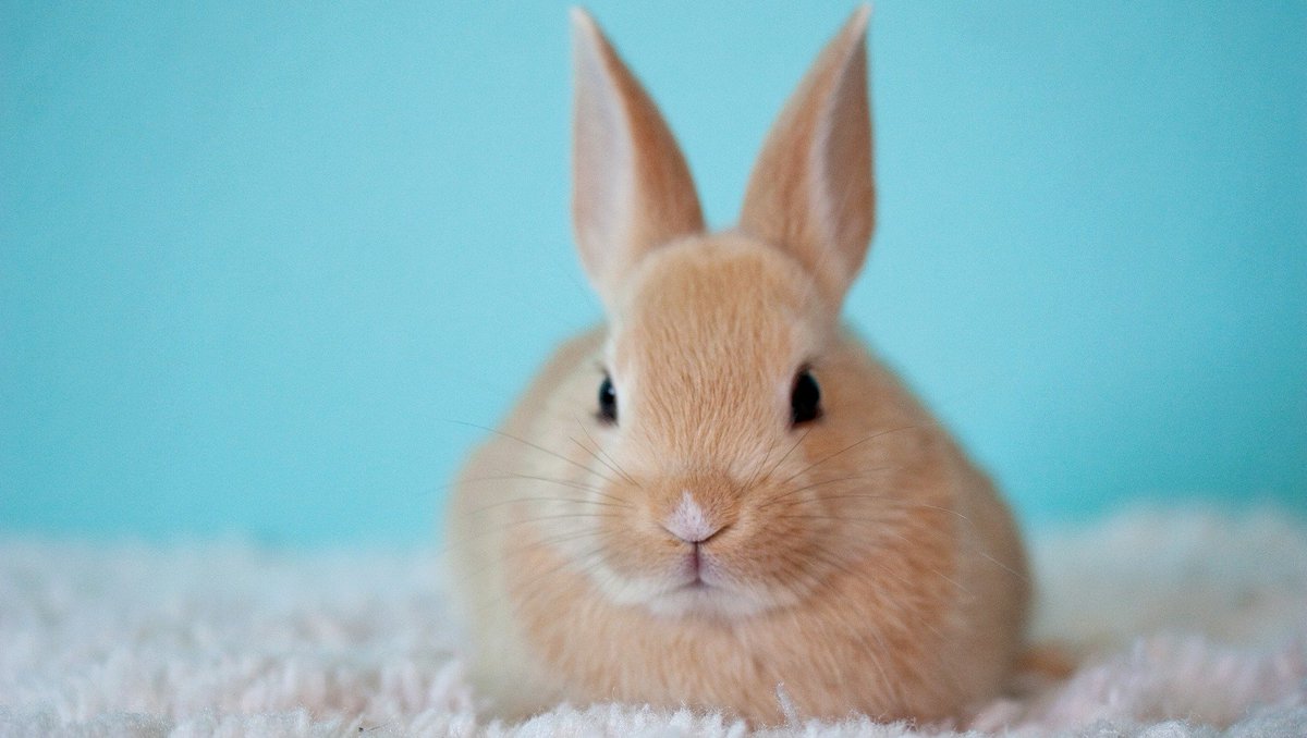 Vetsure Pet Insurance tweet media