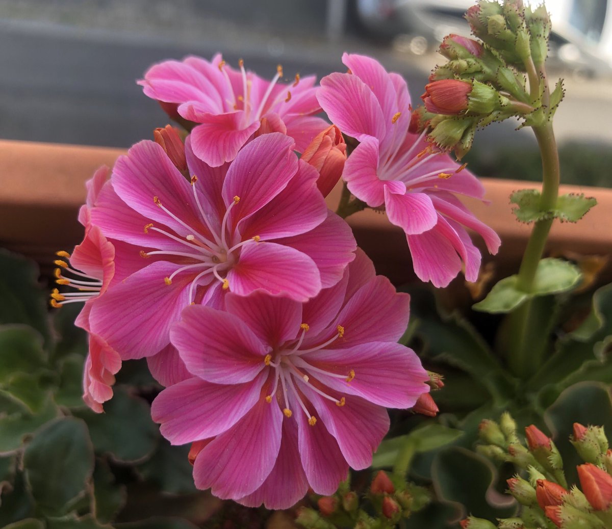LibreMang's tweet photo. Trop fière de ma jardinière qui sans aucune aide de ma part fleurie ! https://t.co/cgrXyqqdSf