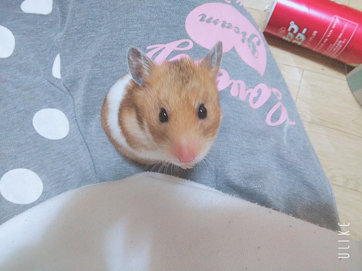 Rukiruki552's tweet photo. 愛し子🐹💕

#世界ハムスターの日 https://t.co/3YYayURT4o