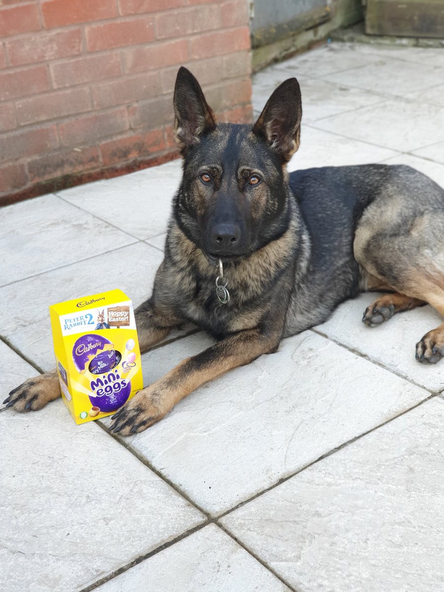 CloverPd's tweet image. I caught an intruder in the garden last night! I scared him off with my scariest bark, but he dropped this on his way out... Mum reckons it's for her not me!? 🐰🐣 #HappyEaster