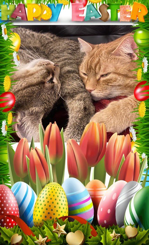 DikkieDunnie's tweet photo. Fijne Paasdagen! 🐰🐣

- Dikkie &amp; Dunnie 🐾 https://t.co/ofYuMyGgQy