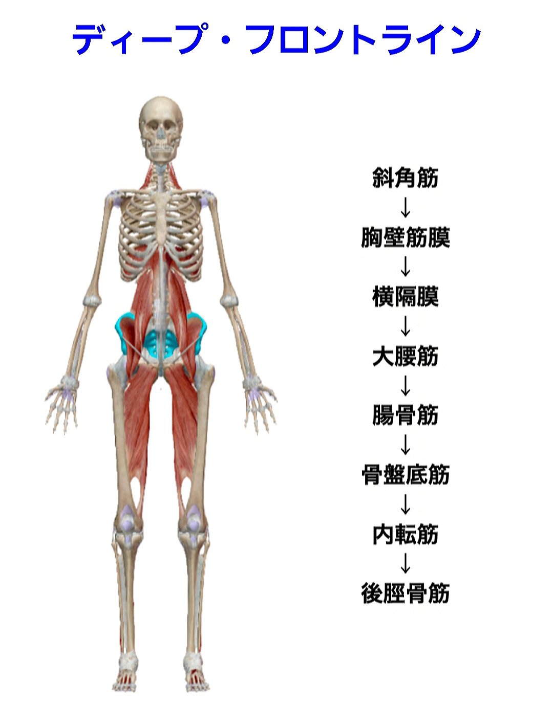 内転筋群 Twitter Search Twitter